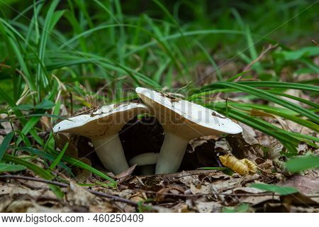 Lactarius Vellereus Or Lactarius Piperatus Is Large White Gilled And Edible Mushroom With A Flat Cap