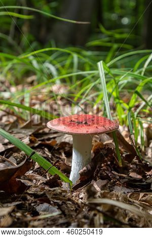 Russula Emetica, Commonly Known As The Sickener, Emetic Russula, Or Vomiting Russula, Is A Basidiomy
