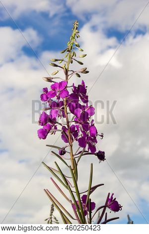 Ivan Chai, Chamaenerion Angustifolium, Fireweed, Great Willowherb, Rosebay Willowherb, Perennial Her