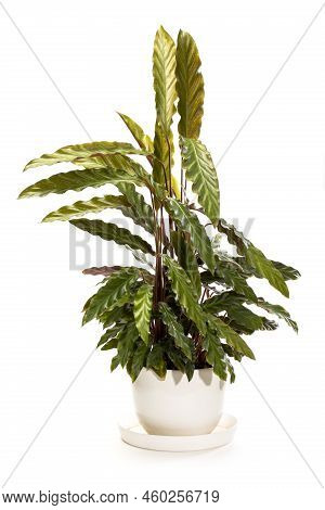 Bush Room Calathea Rufibarba In A Pot On A White Background