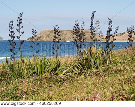 View Across Bay Through Foreground Flax Seed-heads At Opito Bay, Coromandel New Zealand.