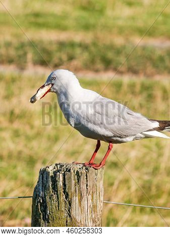 Greedy Seagull Standing On Fence Post With Beak Full Of Bread