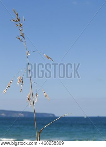 One Tall Stem Of Fescue With Dry Seed-head Against Coastal View.