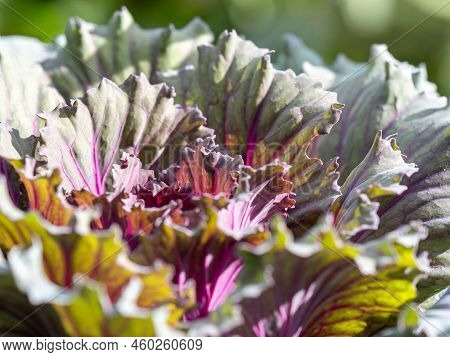 Close Up Of Endless Field With Green Leaves And Purple Veins Of Red Cabbage Plants.