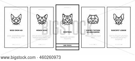 Cat Cute Pet Animal Kitten Funny Onboarding Mobile Vector. Kitty Happy Character, Face Portrait, Fun