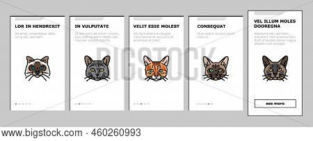 Cat Cute Pet Animal Kitten Funny Onboarding Mobile Vector. Kitty Happy Character, Face Portrait, Fun
