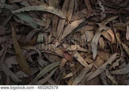 Fallen Dry And Weathered Eucalyptus Leaves Full Frame Closeup Backdrop