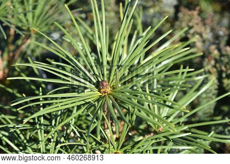 Japanese Umbrella Pine Branch In The Autumn
