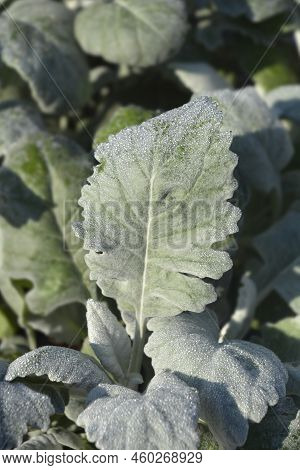 Shining-white Ragwort Leaves In The Garden In Spring