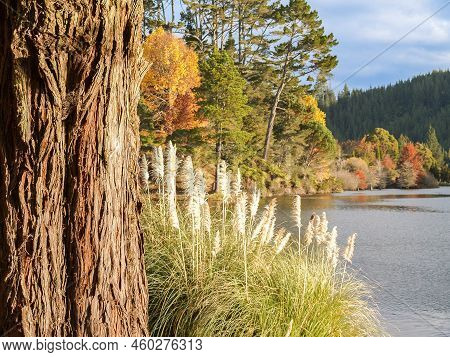 Autumn Colours,vegetation And Foliage Around Mclaren Falls Lake Tauranga New Zealand.