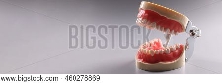 Close-up Of Tooth Model, Focus On Teeth, Teeth Orthodontic Dental Model Or Human Jaw. Model For Educ