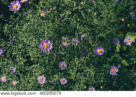 Bush Of Lilac Small Asters Flowers. Symphyotrichum Novi-belgii
