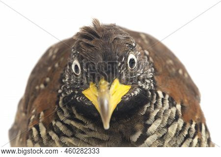 A Female Barred Buttonquail Or Common Bustard-quail (turnix Suscitator) Isolated On White Background