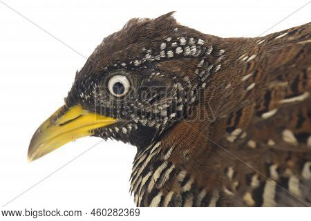 A Female Barred Buttonquail Or Common Bustard-quail (turnix Suscitator) Isolated On White Background