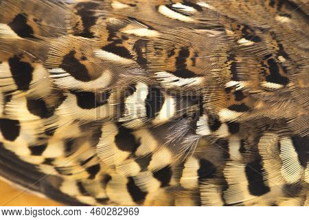 A Male Barred Buttonquail Or Common Bustard-quail (turnix Suscitator) Isolated On White Background