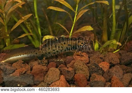 Closeup On An Aquatic Male Danube Newt, Triturus Dobrogicus In Full Breeding Display Underwater