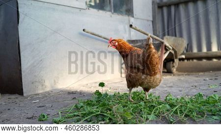 Domestic Chicken Walks Around The Yard. Red Hen Looks At The Camera And Walks Around The Yard. A Bro