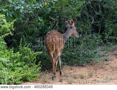 Bushbuck In The Wild And Savannah Landscape Of Africa