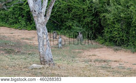 Southern Green Monkey In The Wild And Savannah Landscape Of Africa