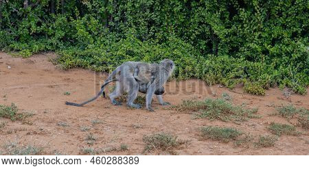 Southern Green Monkey In The Wild And Savannah Landscape Of Africa