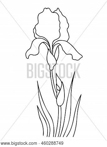 Iris Flower With Bud And Leaves. Outline. Seasonal Garden Flower. Vector Illustration. Linear Hand D