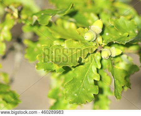 Green Acorns In Sunshine Surrounded By Green Leaves