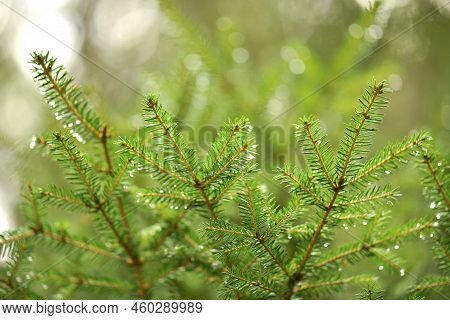 Spruce Needles With Water Drops In Sunshine In The Swedish Forset