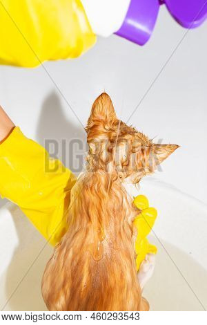 A Woman Pours Anti-flea Shampoo On The Back Of A Ginger Kitten. Washing The Cat, Cleanliness And Hyg