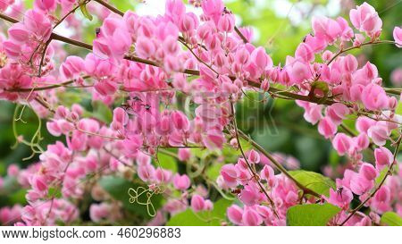 Glorious Antigonon Leptopus, Mexican Creeper, Coral Vine In Garden