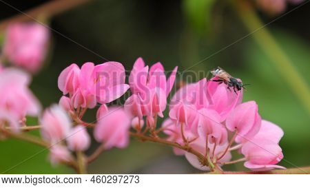 Glorious Antigonon Leptopus, Mexican Creeper, Coral Vine In Garden