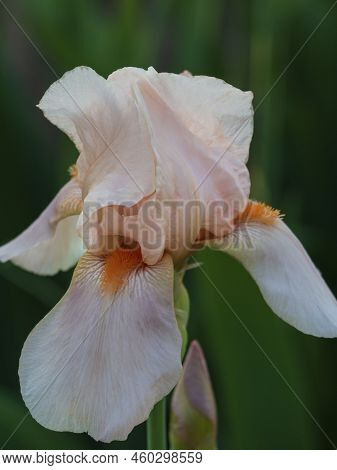 Close-up Of A Pale Pink Flower Of  Bearded Iris. A Spring Pale Pink Flower Of A Bearded Iris In The 