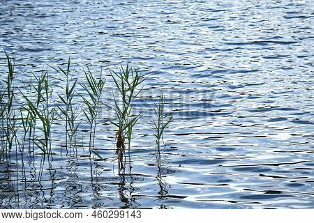 Green Straigh Reeds Growing On Wavy Lake Water With Sky Reflection
