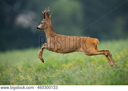 Roe Deer Buck Running Away From Danger In Summer Nature
