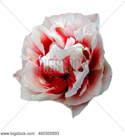 Beautiful Tulip Flower Of Red Wite Color Unusual Shape Rose Isolated On White Background Closeup, Sp