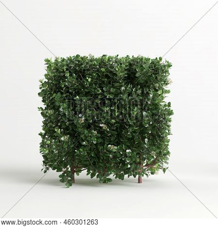 3D Illustration Of Escallonia Iveyi Bush Isolated On White Background