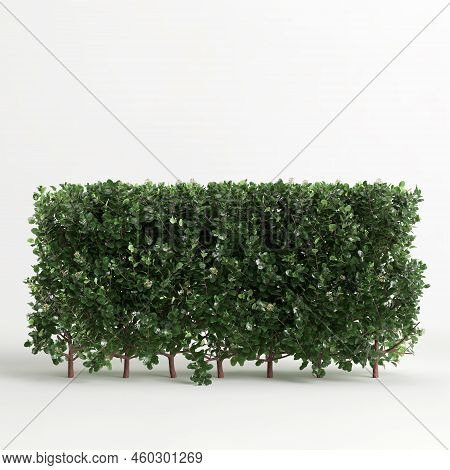 3D Illustration Of Escallonia Iveyi Bush Isolated On White Background