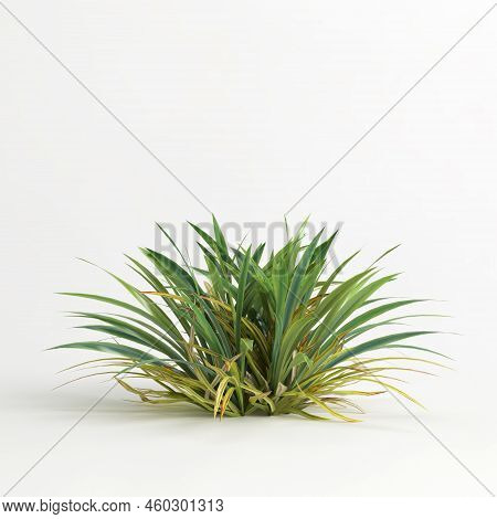 3D Illustration Of Dianella Caerulea Bush Isolated On White Background