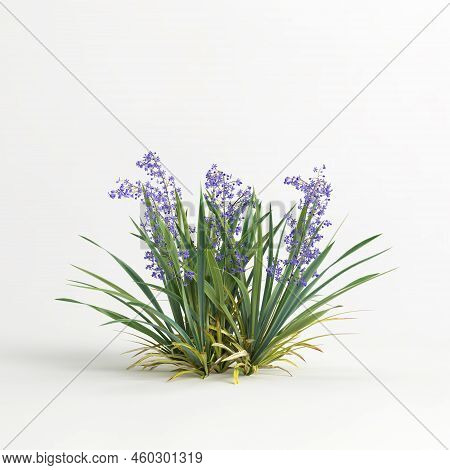 3D Illustration Of Dianella Caerulea Bush Isolated On White Background