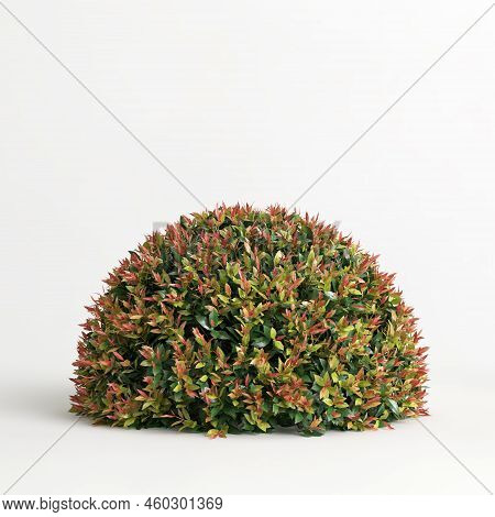 3D Illustration Of Acmena Smithii Allyn Magic Isolated On White Background