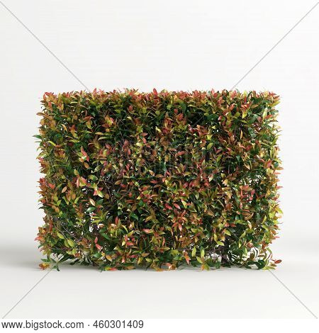 3D Illustration Of Acmena Smithii Allyn Magic Isolated On White Background