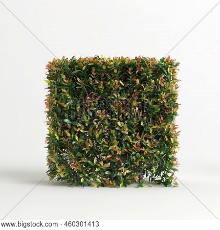 3D Illustration Of Acmena Smithii Allyn Magic Isolated On White Background