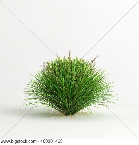 3D Illustration Of Lomandra Lime Tuff Bush Isolated On White Background