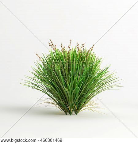 3D Illustration Of Lomandra Lime Tuff Bush Isolated On White Background