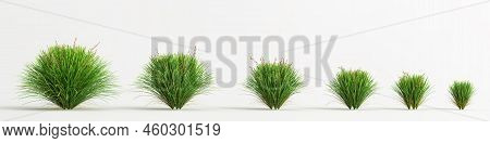 3d Illustration Of Set Lomandra Lime Tuff Bush Isolated On White Background