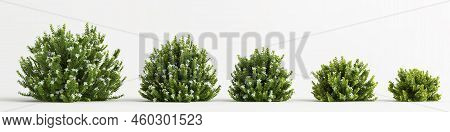 3d Illustration Of Set Hebe Odora Bush Isolated On White Background