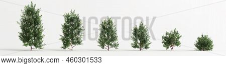 3d Illustration Of Set Escallonia Iveyi Bush Isolated On White Background