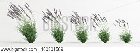 3d Illustration Of Set Molinia Caerulea Grass Isolated On White Background
