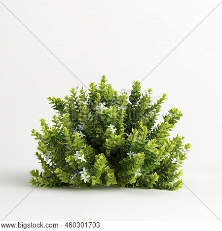3d Illustration Of Hebe Odora Bush Isolated On White Background