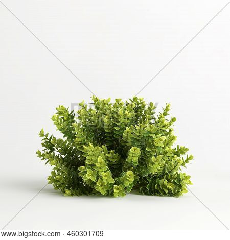 3d Illustration Of Hebe Odora Bush Isolated On White Background