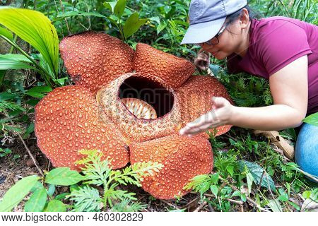 Woman Looking At Big Rafflesia Keithii Flower In The Jungle Of Borneo